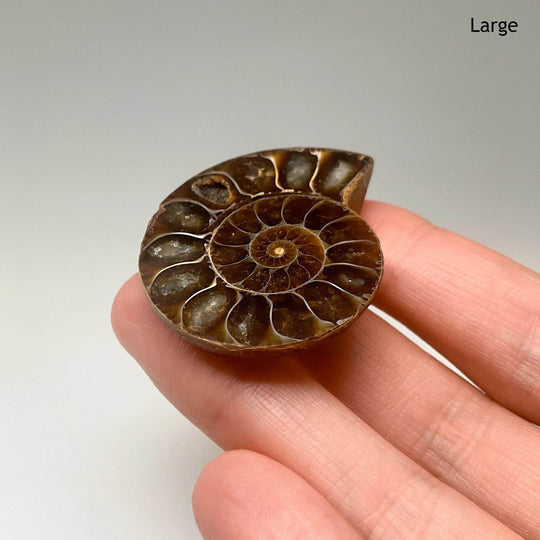 Chambered Ammonite - Rocks and Gems Canada