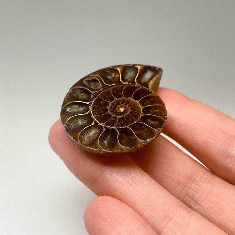 Chambered Ammonite - Rocks and Gems Canada