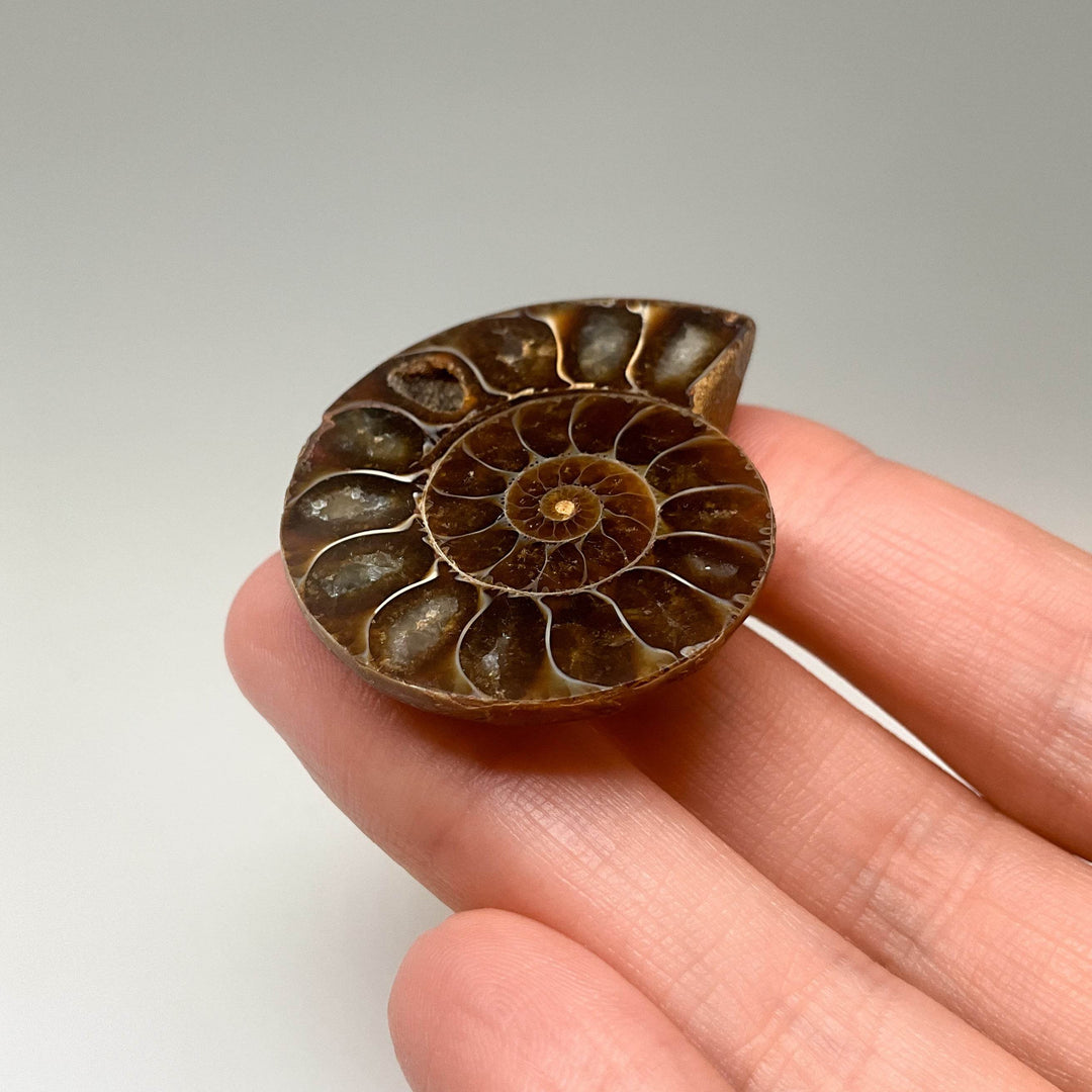 Chambered Ammonite - Rocks and Gems Canada