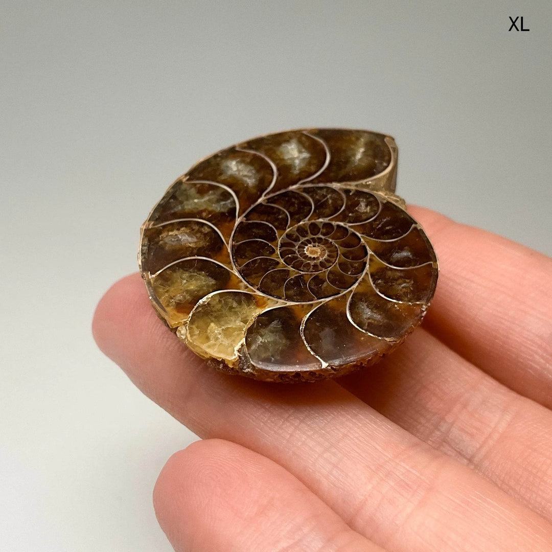Chambered Ammonite - Rocks and Gems Canada