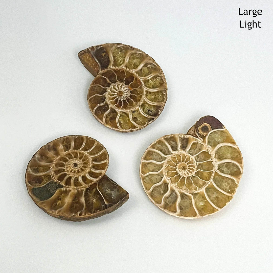 Chambered Ammonite - Rocks and Gems Canada