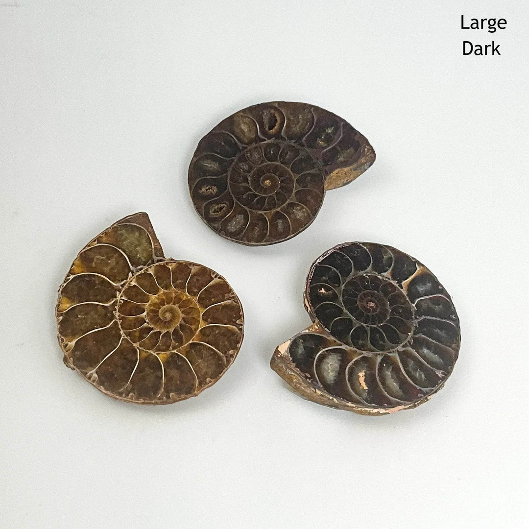 Chambered Ammonite - Rocks and Gems Canada