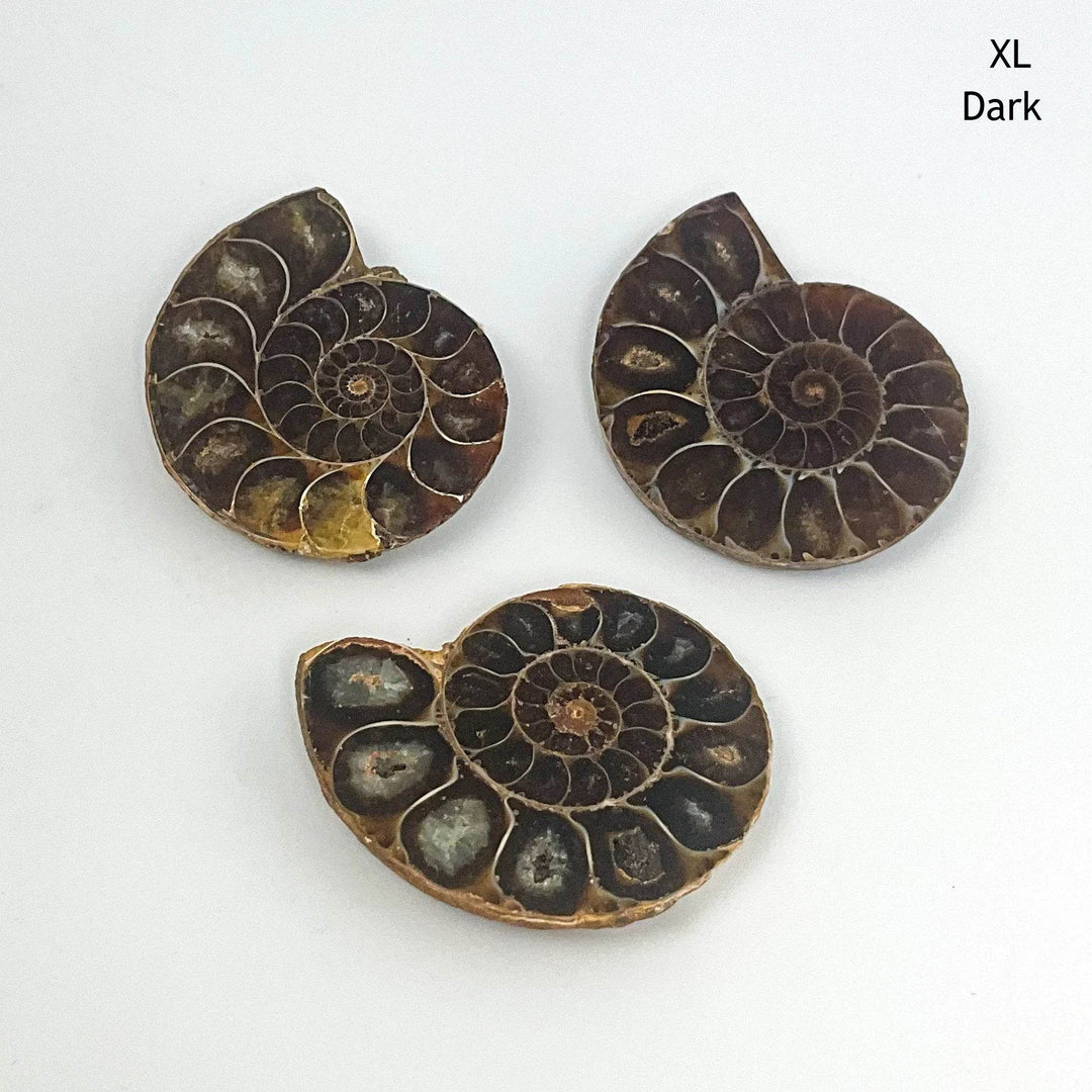 Chambered Ammonite - Rocks and Gems Canada