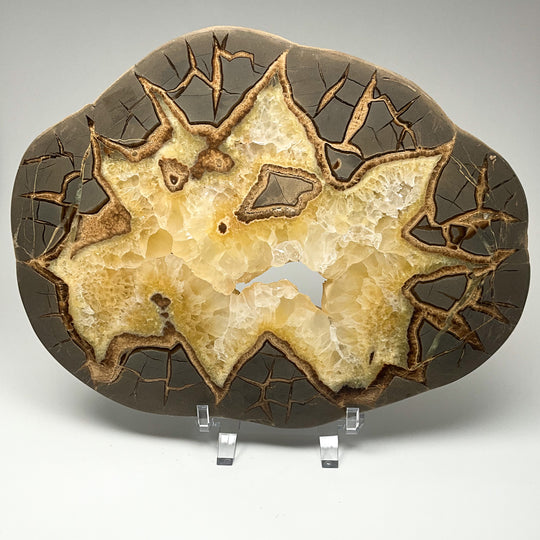Septarian Slice