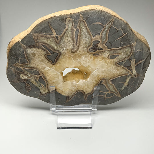 Septarian Slice