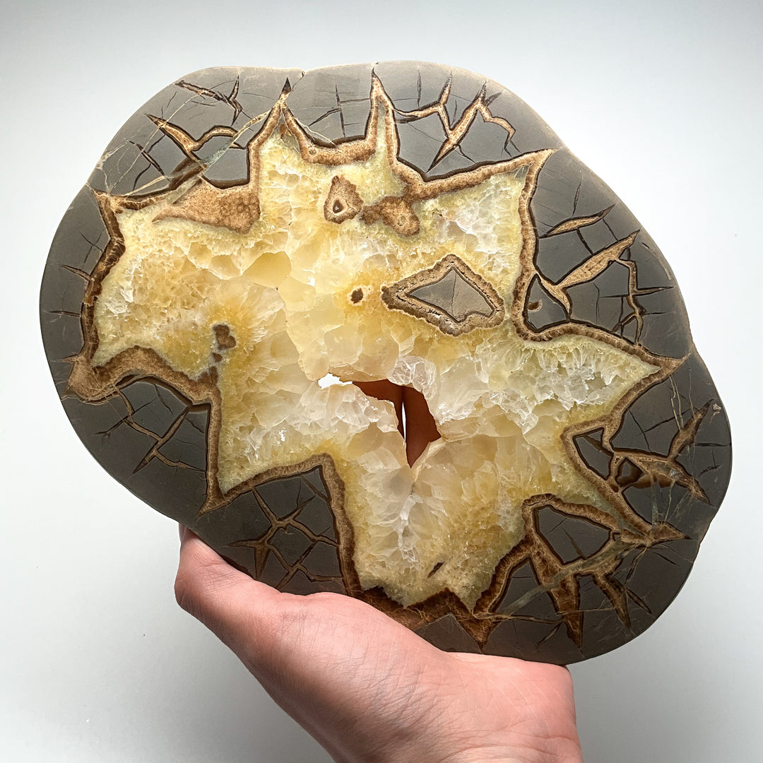 Septarian Slice