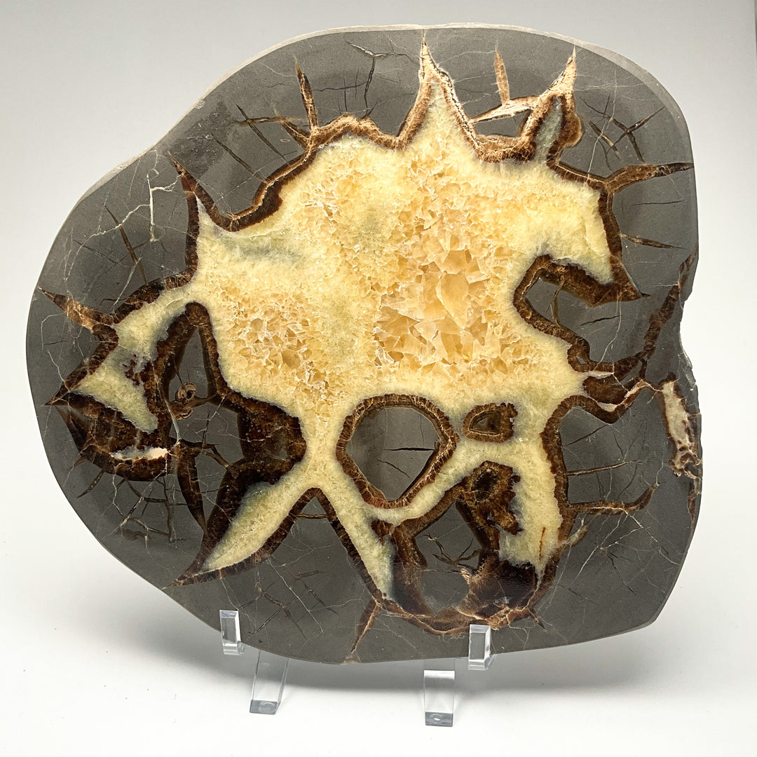 Septarian Slice