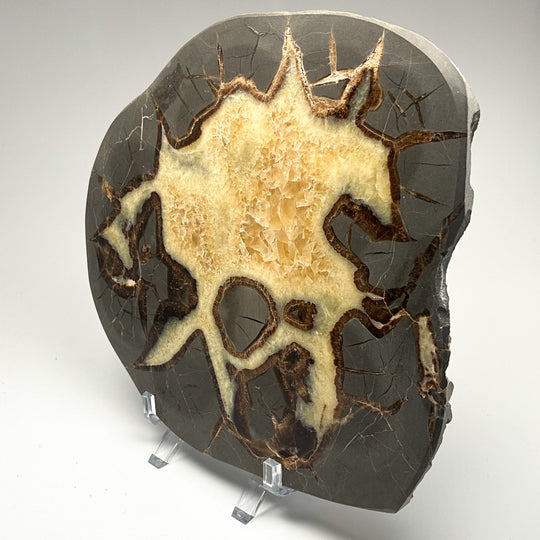 Septarian Slice