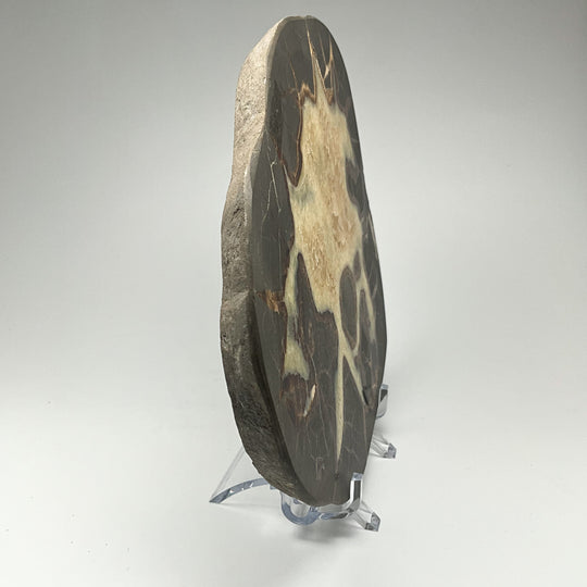 Septarian Slice