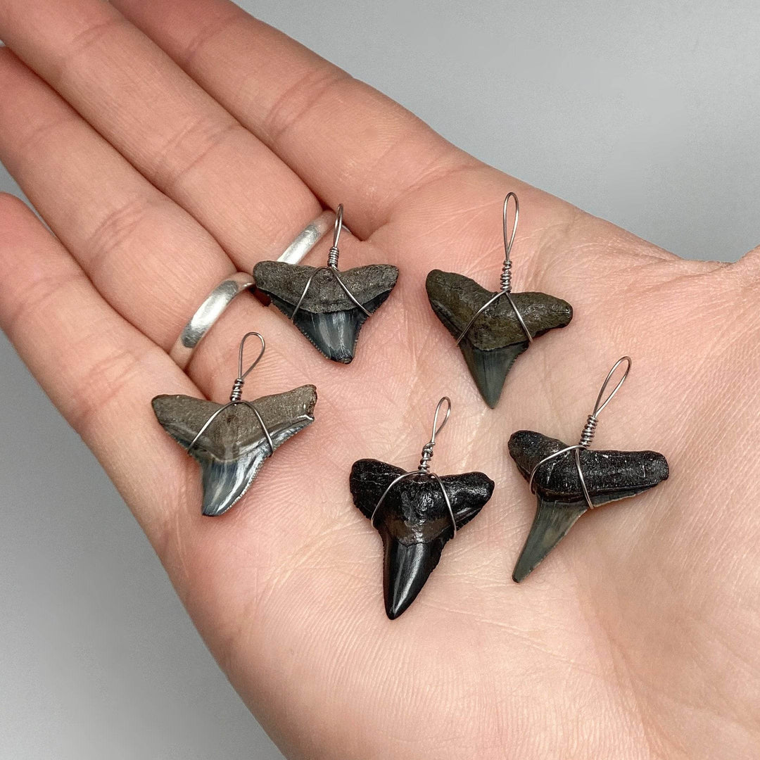 Shark Tooth Fossil Wire Wrapped Necklace - Rocks and Gems Canada