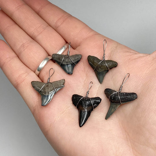 Shark Tooth Fossil Wire Wrapped Necklace - Rocks and Gems Canada