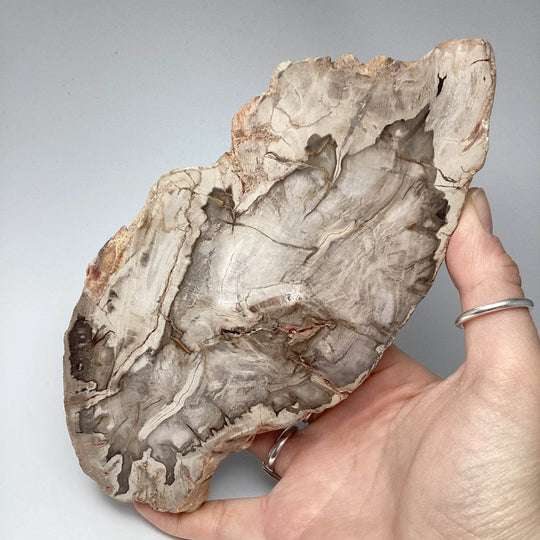 Araucaria Petrified Wood Slice - Rocks and Gems Canada