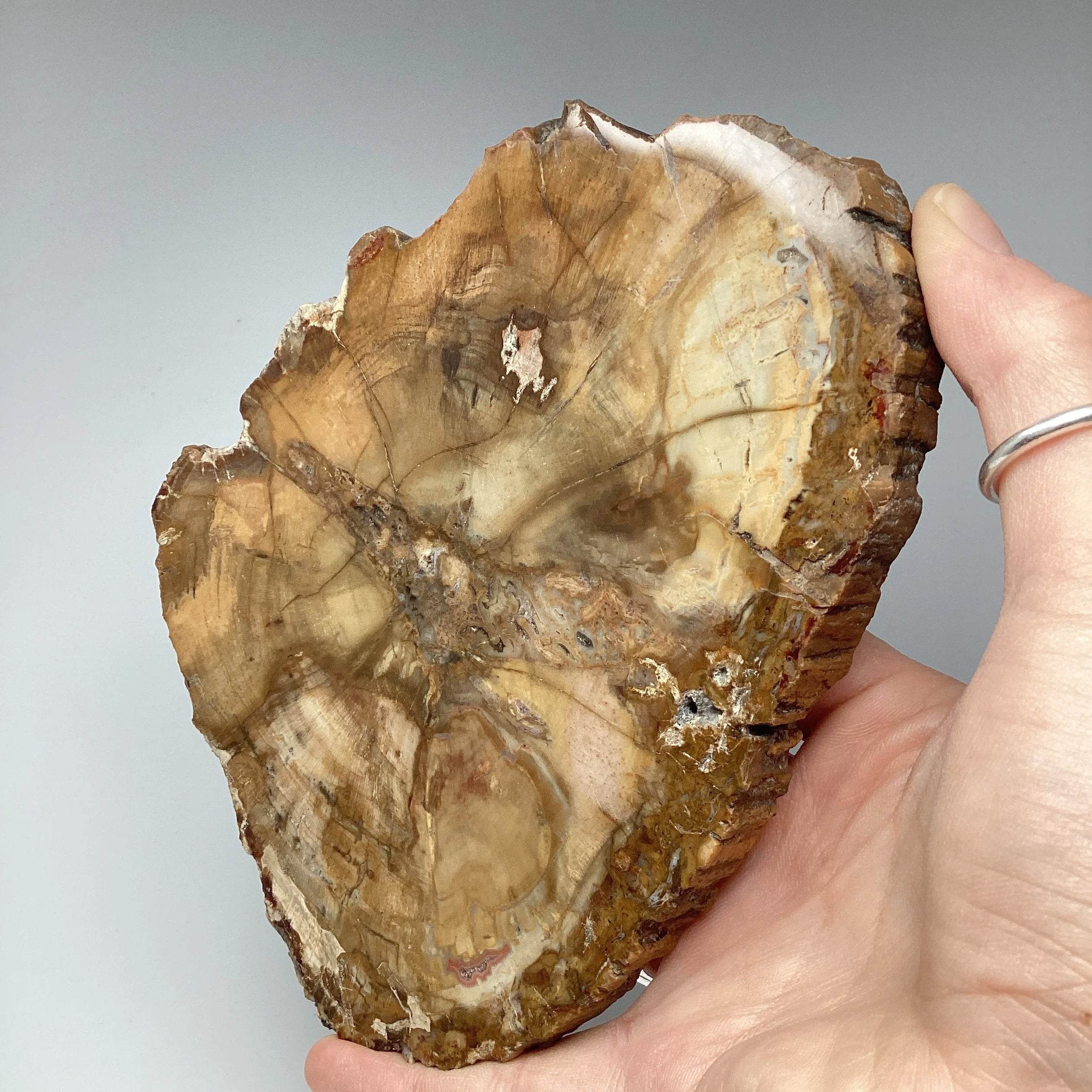 Petrified Wood Slice - Rocks and Gems Canada