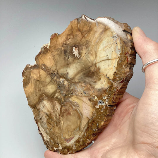 Petrified Wood Slice - Rocks and Gems Canada