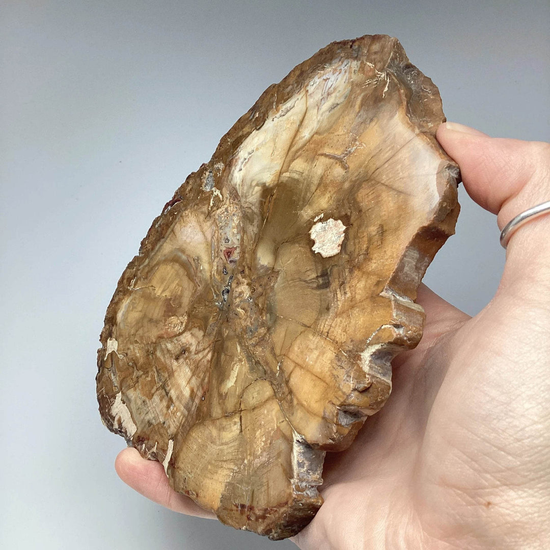 Petrified Wood Slice - Rocks and Gems Canada