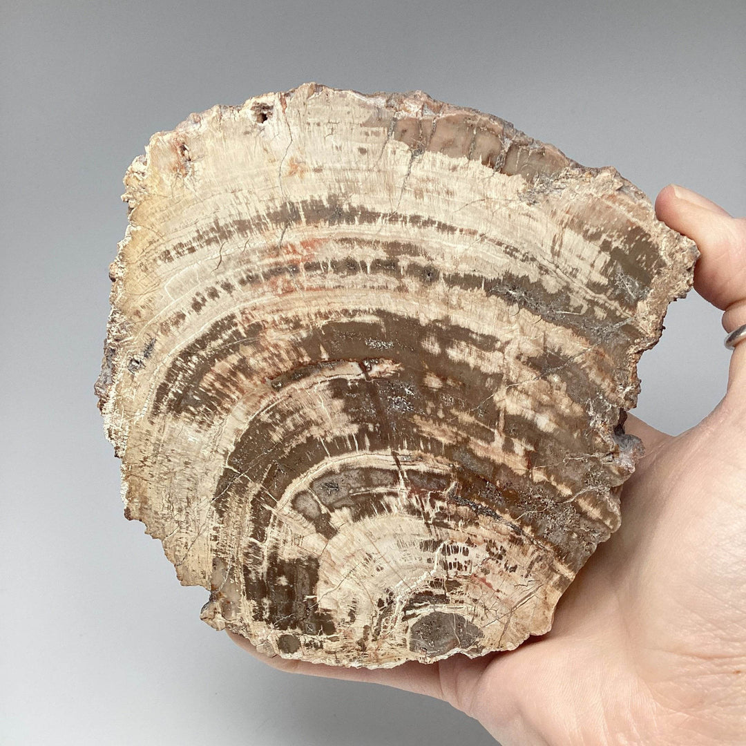 Araucaria Petrified Wood Slice - Rocks and Gems Canada