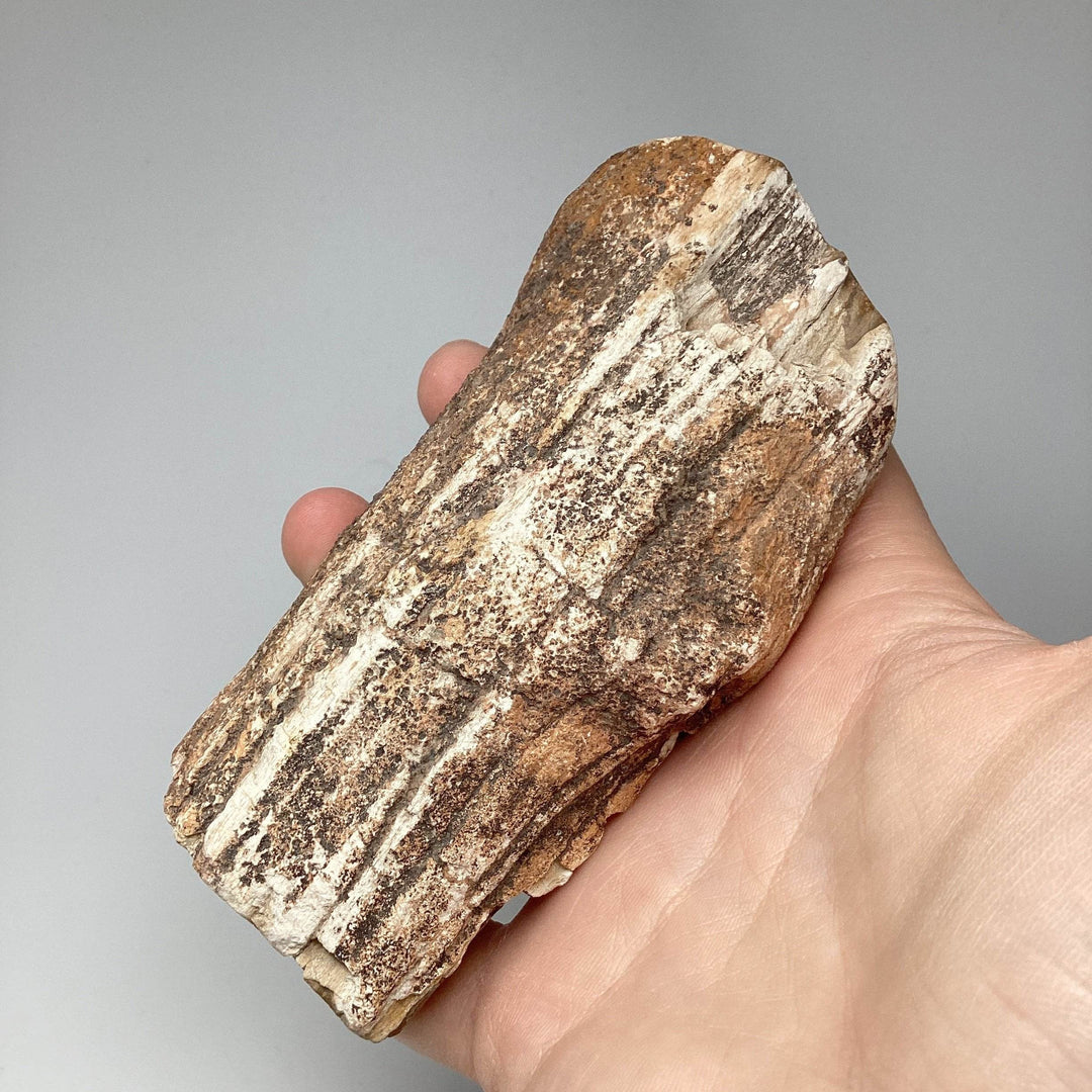 Petrified Wood Branch - Rocks and Gems Canada