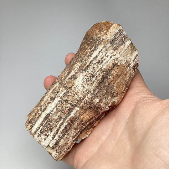 Petrified Wood Branch - Rocks and Gems Canada