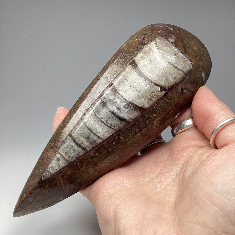 Polished Orthoceras Fossil - Rocks and Gems Canada