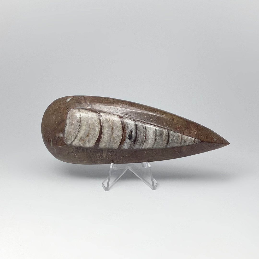 Polished Orthoceras Fossil - Rocks and Gems Canada