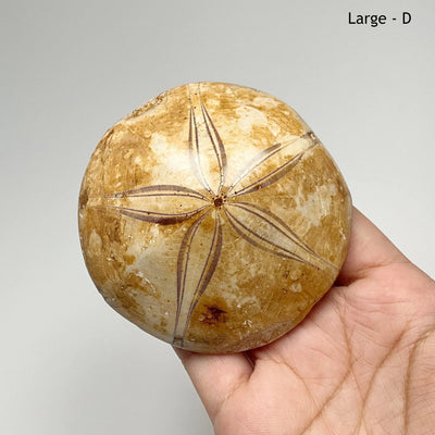 Sea Urchin Fossil