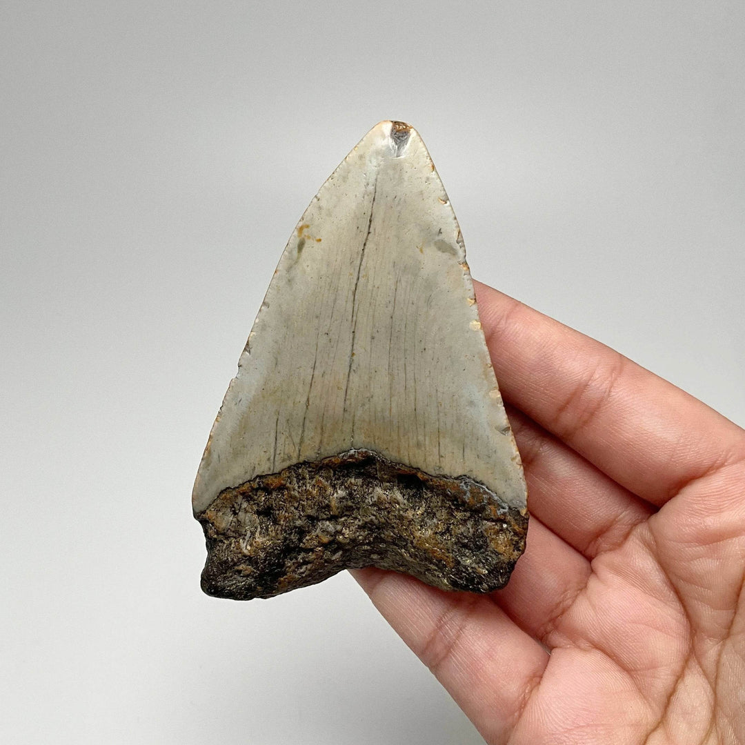Fossilized Shark Tooth Specimen: Carcharodon Megalodon - Rocks and Gems Canada