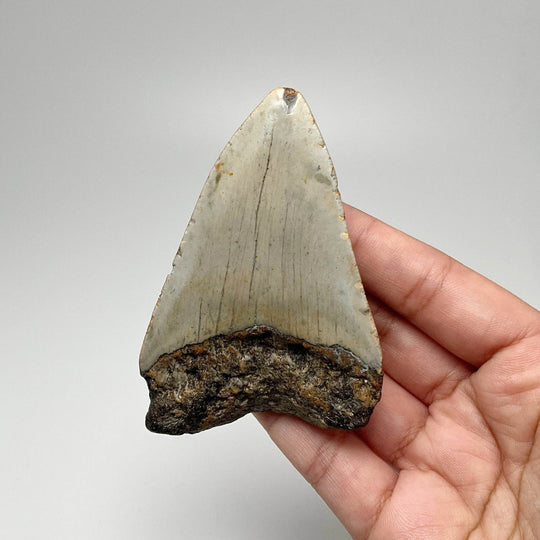 Fossilized Shark Tooth Specimen: Carcharodon Megalodon - Rocks and Gems Canada