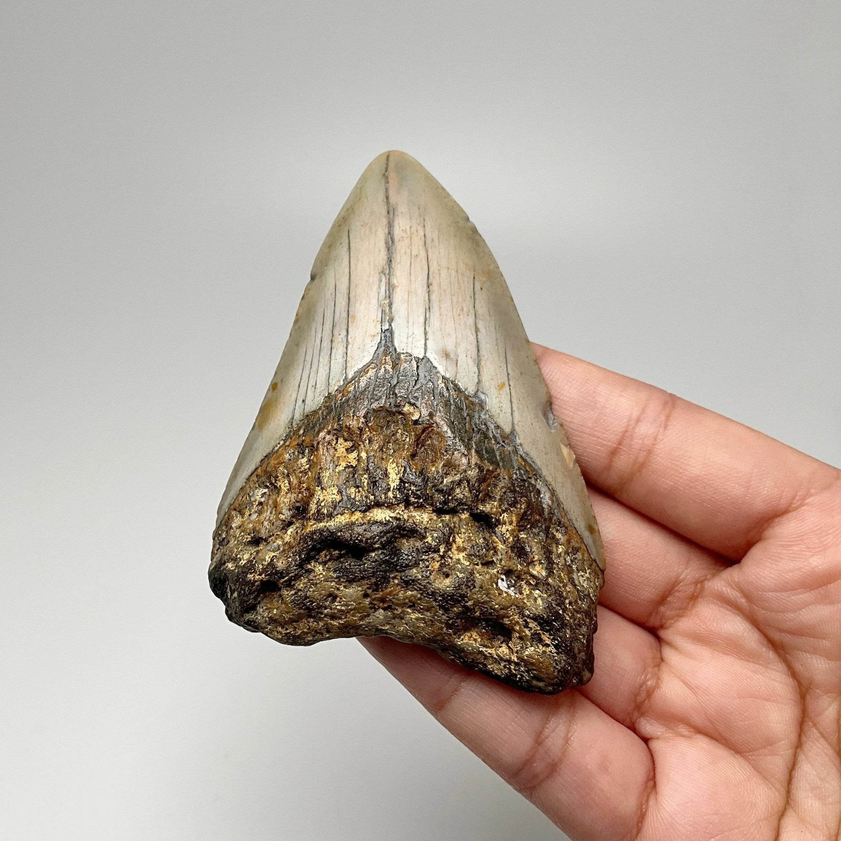 Fossilized Shark Tooth Specimen: Carcharodon Megalodon - Rocks and Gems Canada
