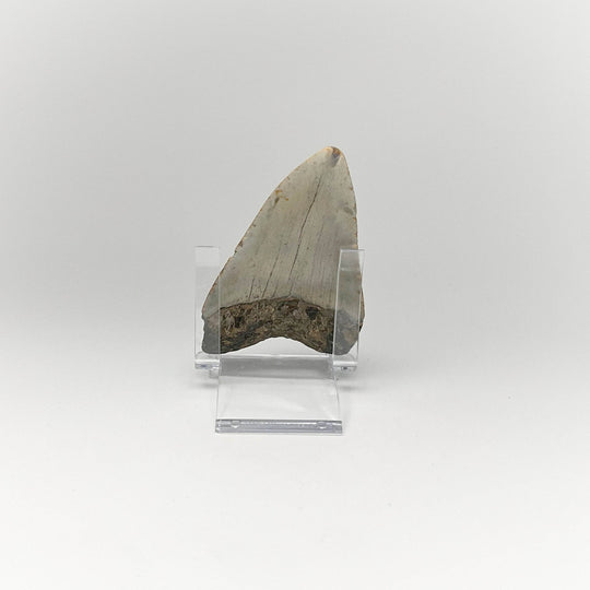 Fossilized Shark Tooth Specimen: Carcharodon Megalodon - Rocks and Gems Canada