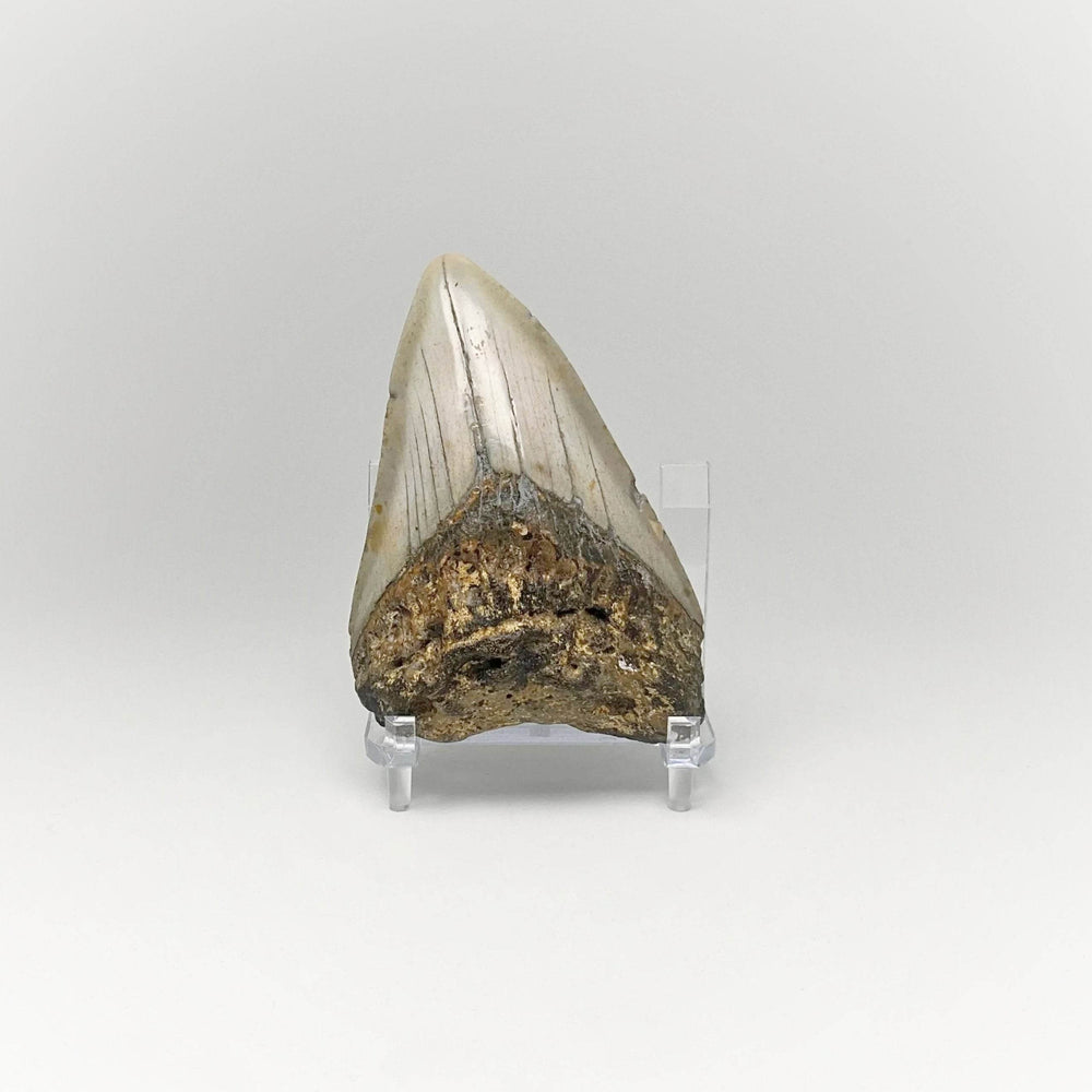 Fossilized Shark Tooth Specimen: Carcharodon Megalodon - Rocks and Gems Canada