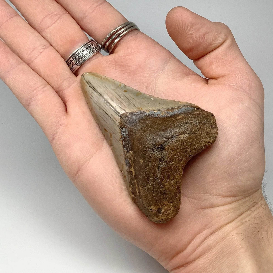 Fossilized Shark Tooth Specimen: Carcharodon Megalodon - Rocks and Gems Canada