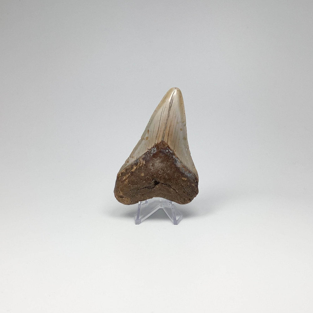 Fossilized Shark Tooth Specimen: Carcharodon Megalodon - Rocks and Gems Canada