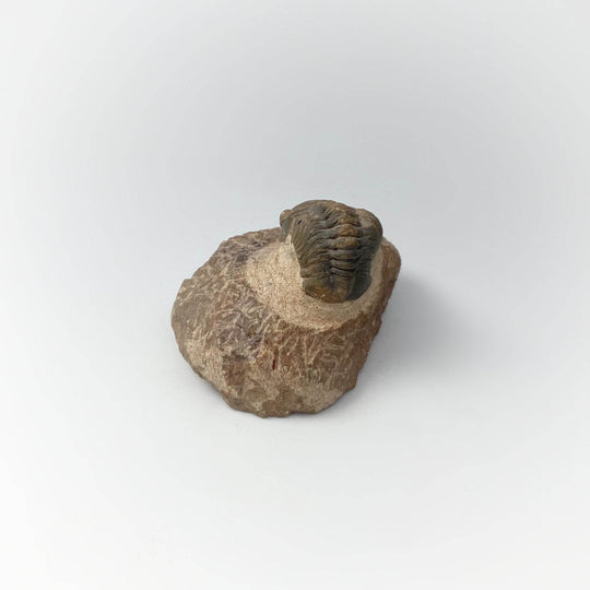 Trilobite Drotops Fossil - Rocks and Gems Canada