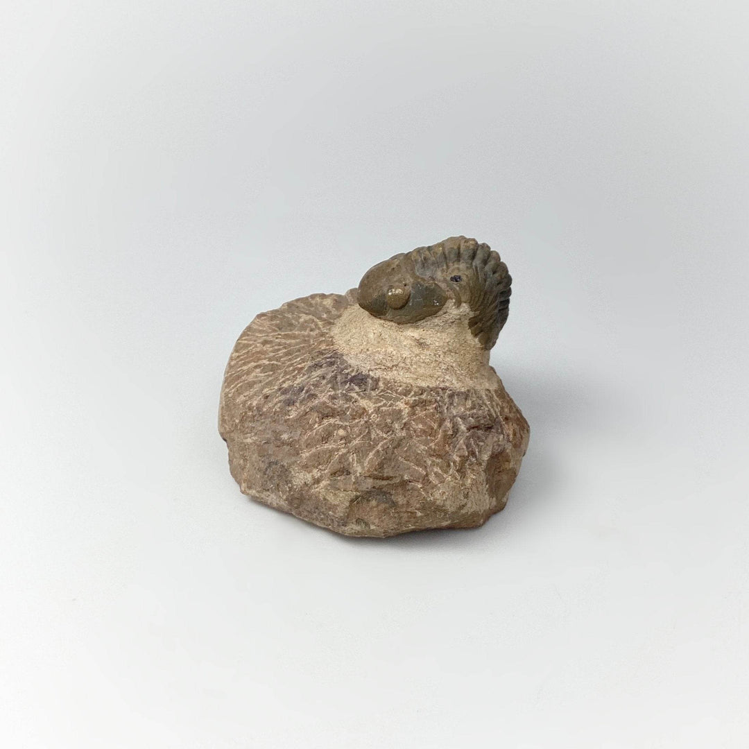 Trilobite Drotops Fossil - Rocks and Gems Canada