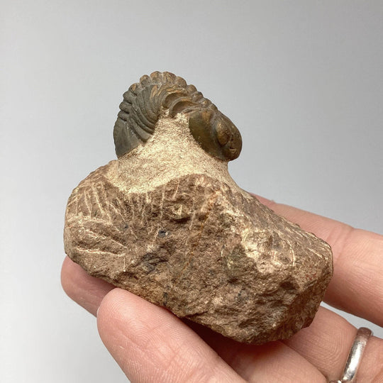 Trilobite Drotops Fossil - Rocks and Gems Canada