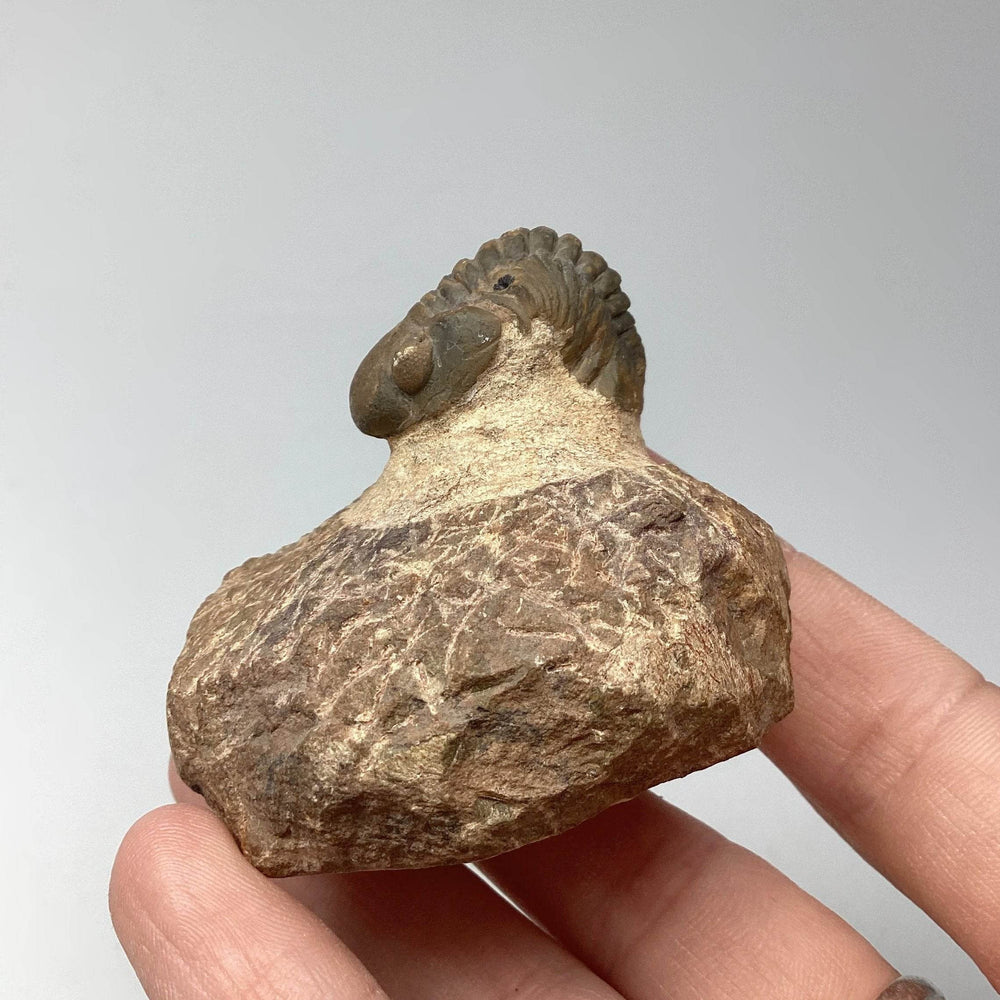 Trilobite Drotops Fossil - Rocks and Gems Canada