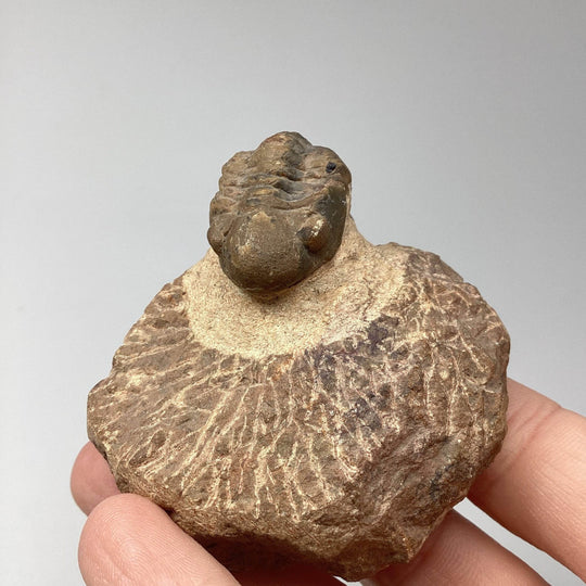 Trilobite Drotops Fossil - Rocks and Gems Canada