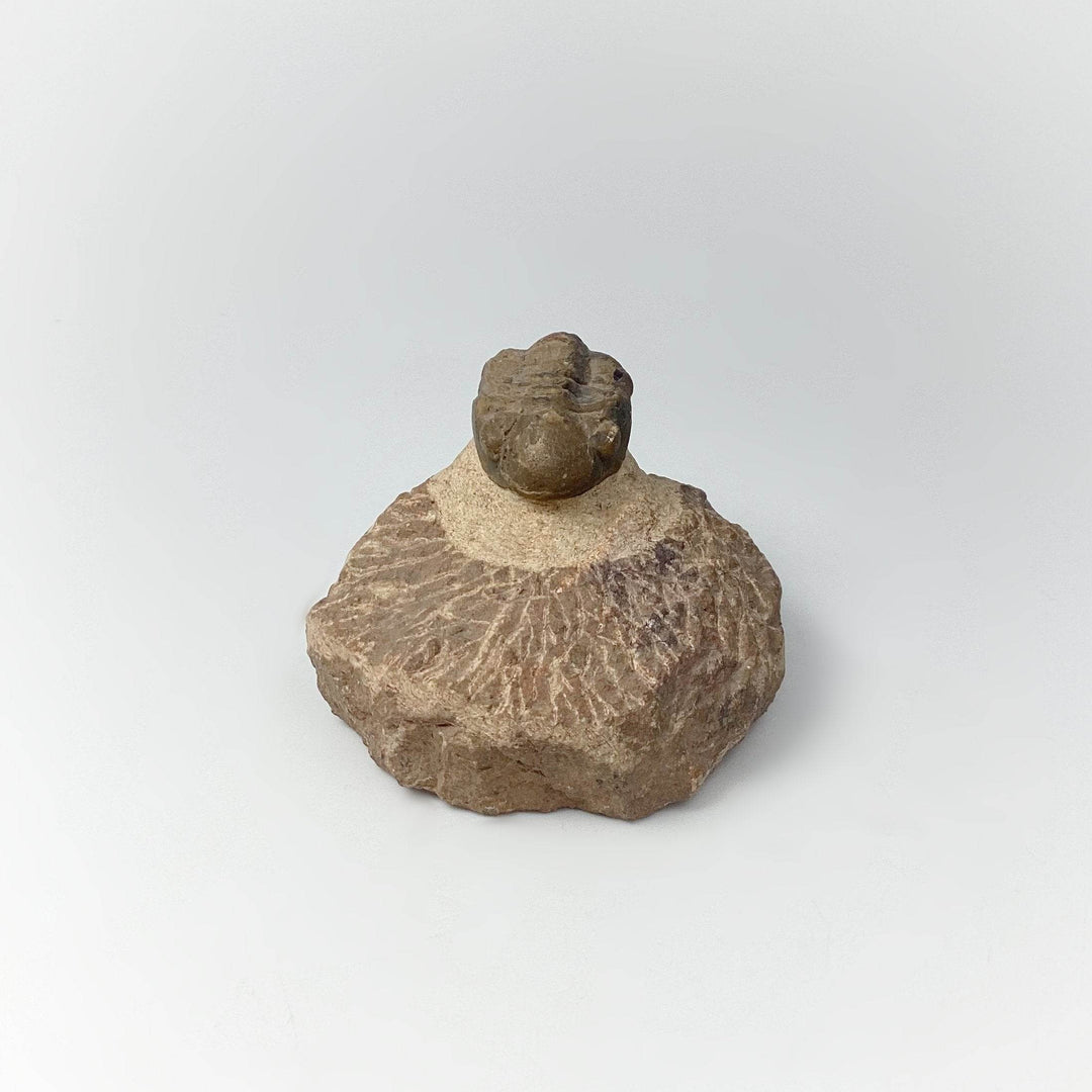 Trilobite Drotops Fossil - Rocks and Gems Canada