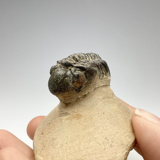 Trilobite Reedops Fossil - Rocks and Gems Canada