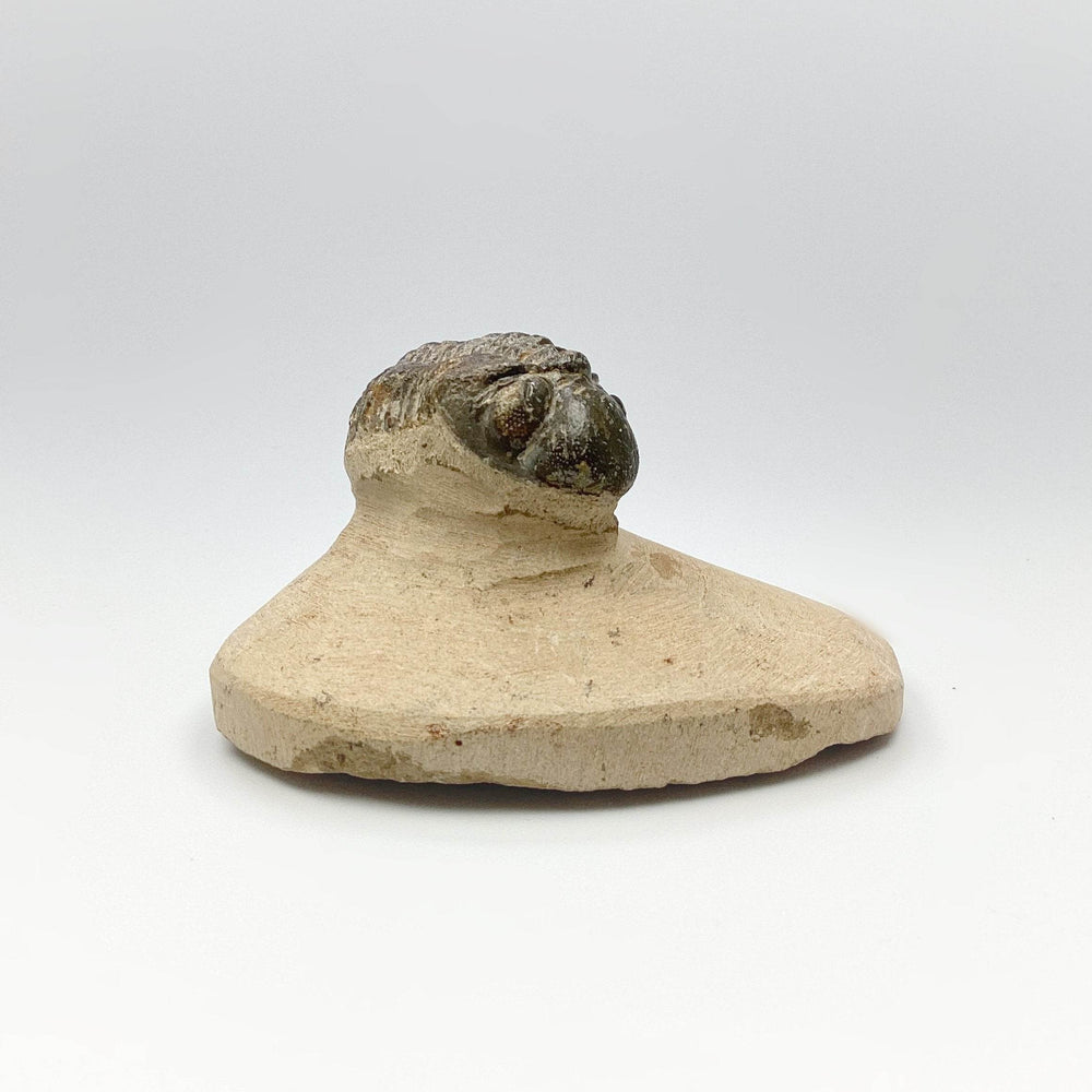 Trilobite Reedops Fossil - Rocks and Gems Canada