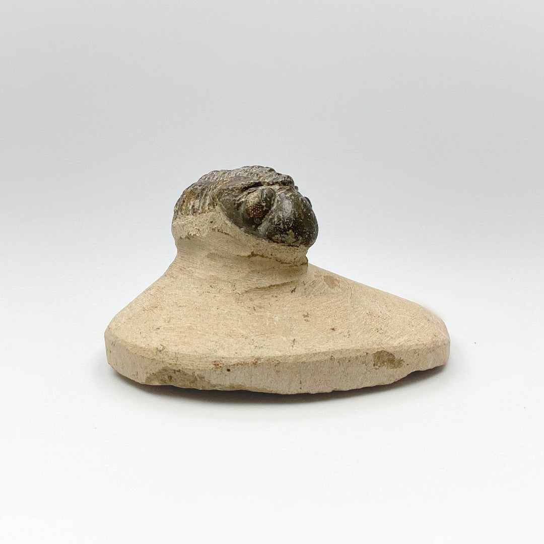 Trilobite Reedops Fossil - Rocks and Gems Canada