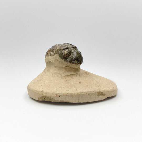 Trilobite Reedops Fossil - Rocks and Gems Canada