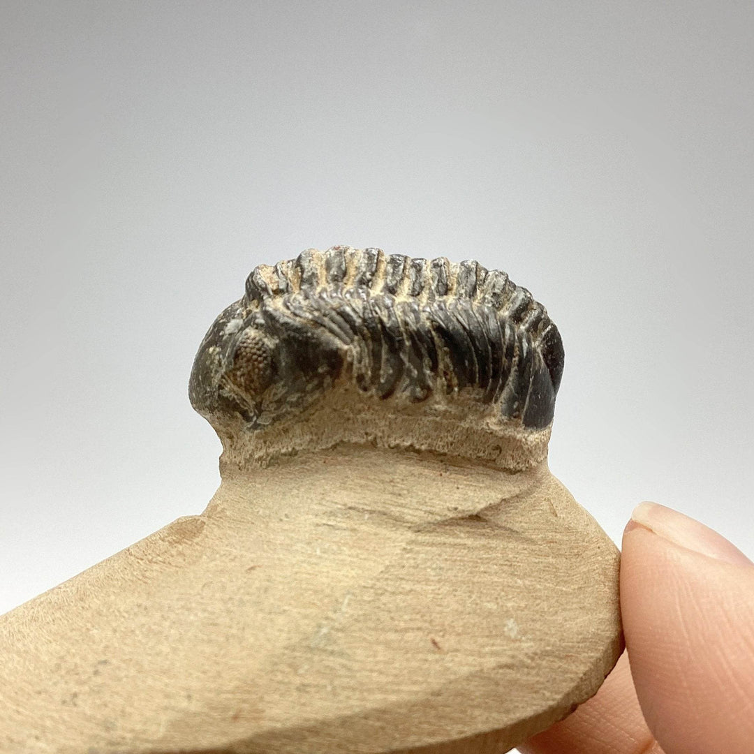 Trilobite Reedops Fossil - Rocks and Gems Canada