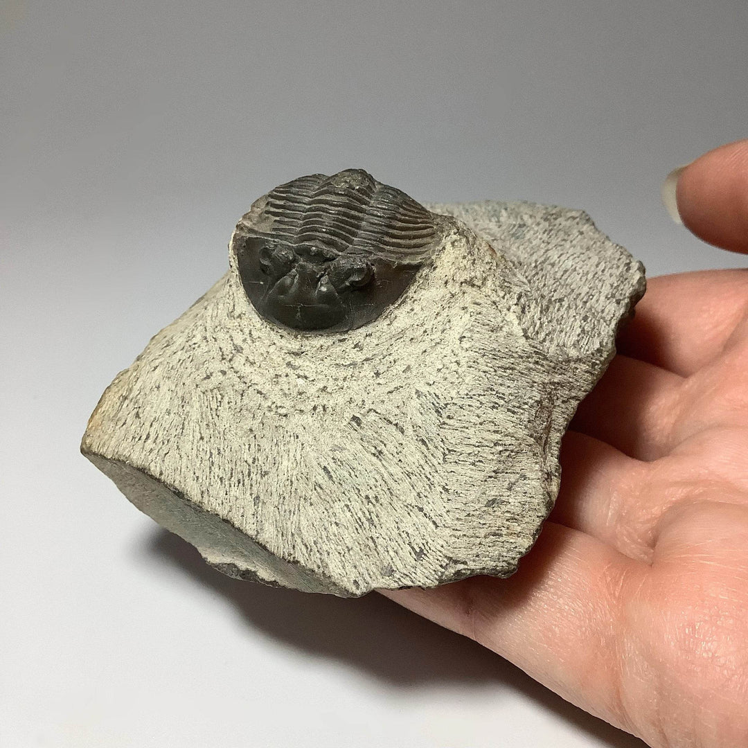 Trilobite Scutellum Fossil - Rocks and Gems Canada