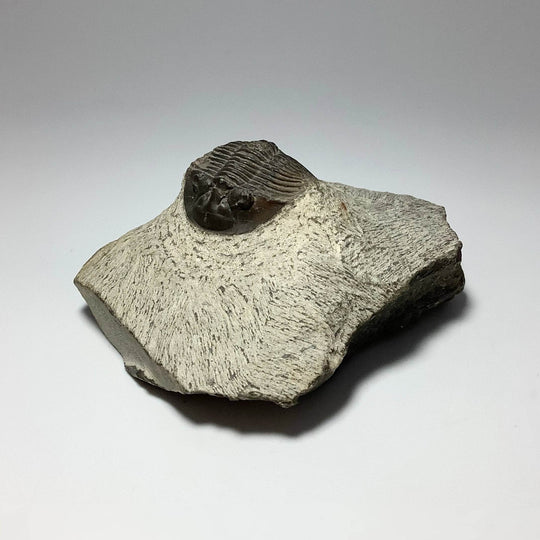 Trilobite Scutellum Fossil - Rocks and Gems Canada