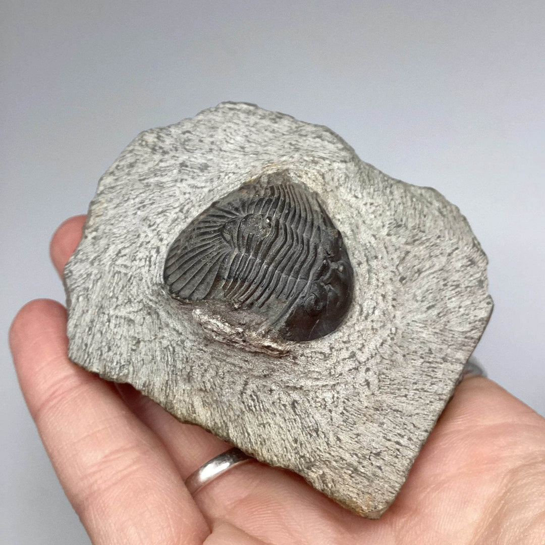 Trilobite Scutellum Fossil - Rocks and Gems Canada