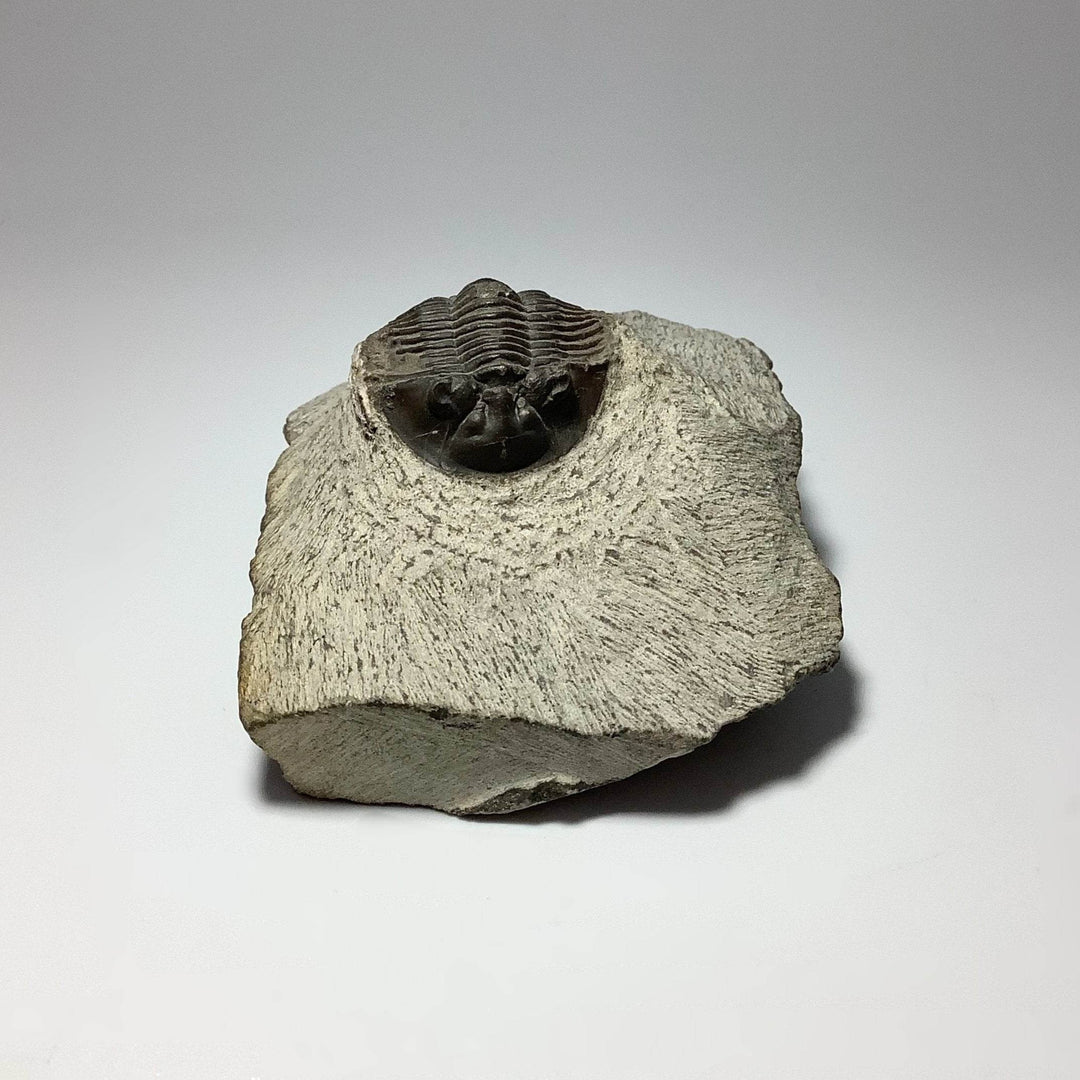 Trilobite Scutellum Fossil - Rocks and Gems Canada