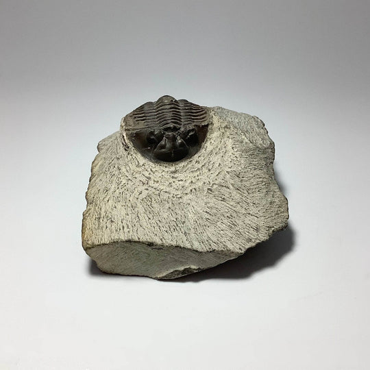 Trilobite Scutellum Fossil - Rocks and Gems Canada