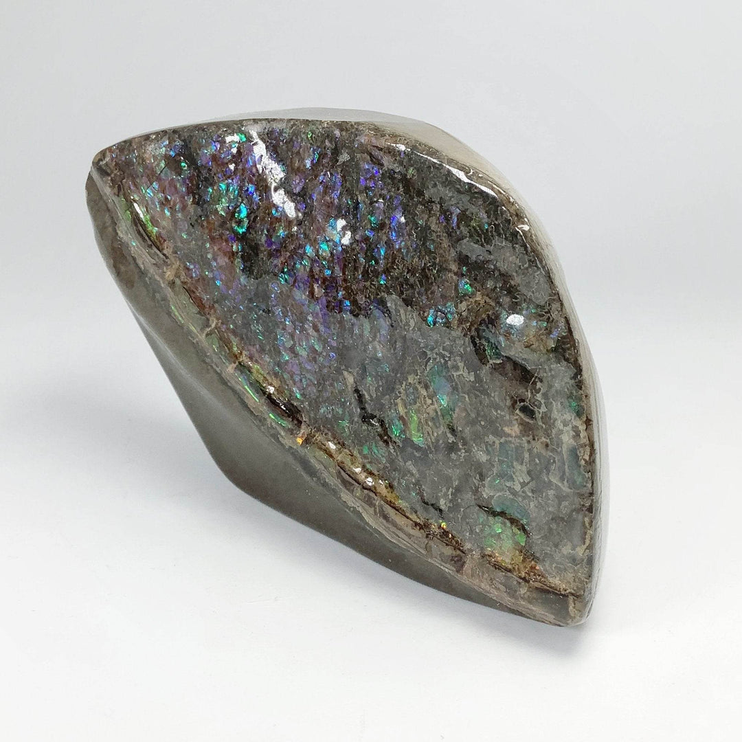 Ammolite Specimen - Rocks and Gems Canada