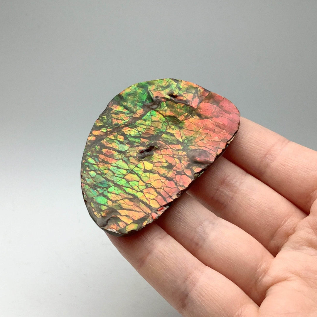 Ammolite Specimen - Rocks and Gems Canada